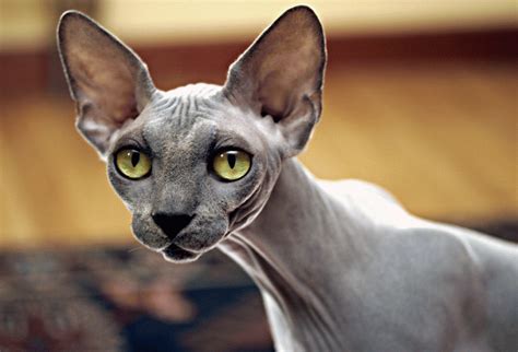 gatos recien nacidos sin pelo|CUIDADOS IMPRESCINDIBLES de un gato SPHYNX o Sin Pelo